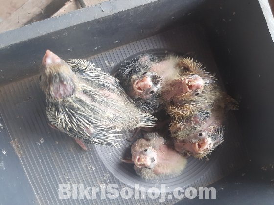ককটেল টেম সাইজ বেবি